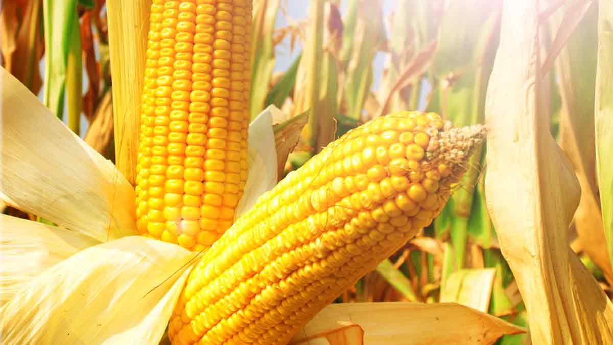 мировой рынок кукурузы