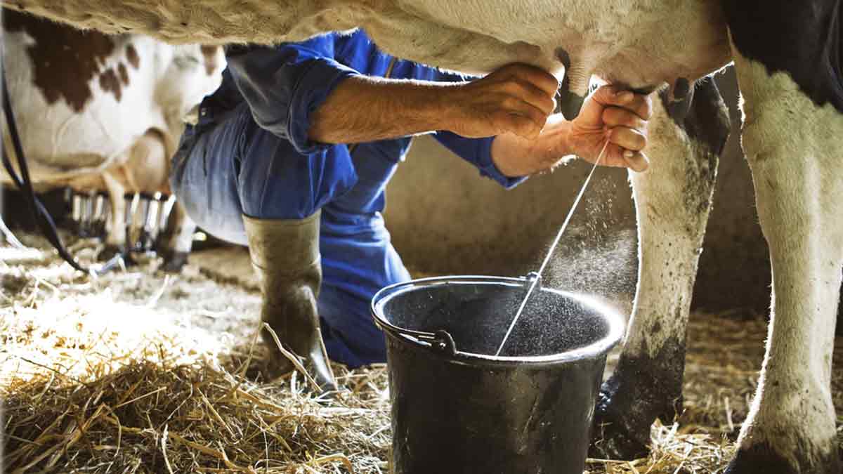 модернизация молочной отрасли