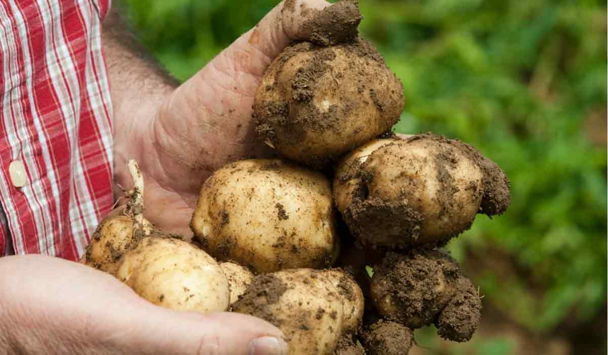 Средства для защиты картофеля от фитофтороза