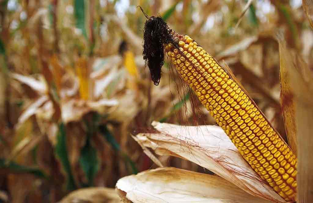 гмо культура кукуруза