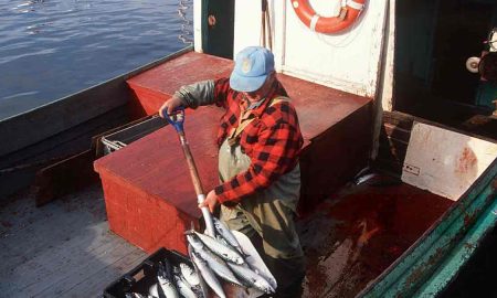 В Укране реформируют рыбную отрасль