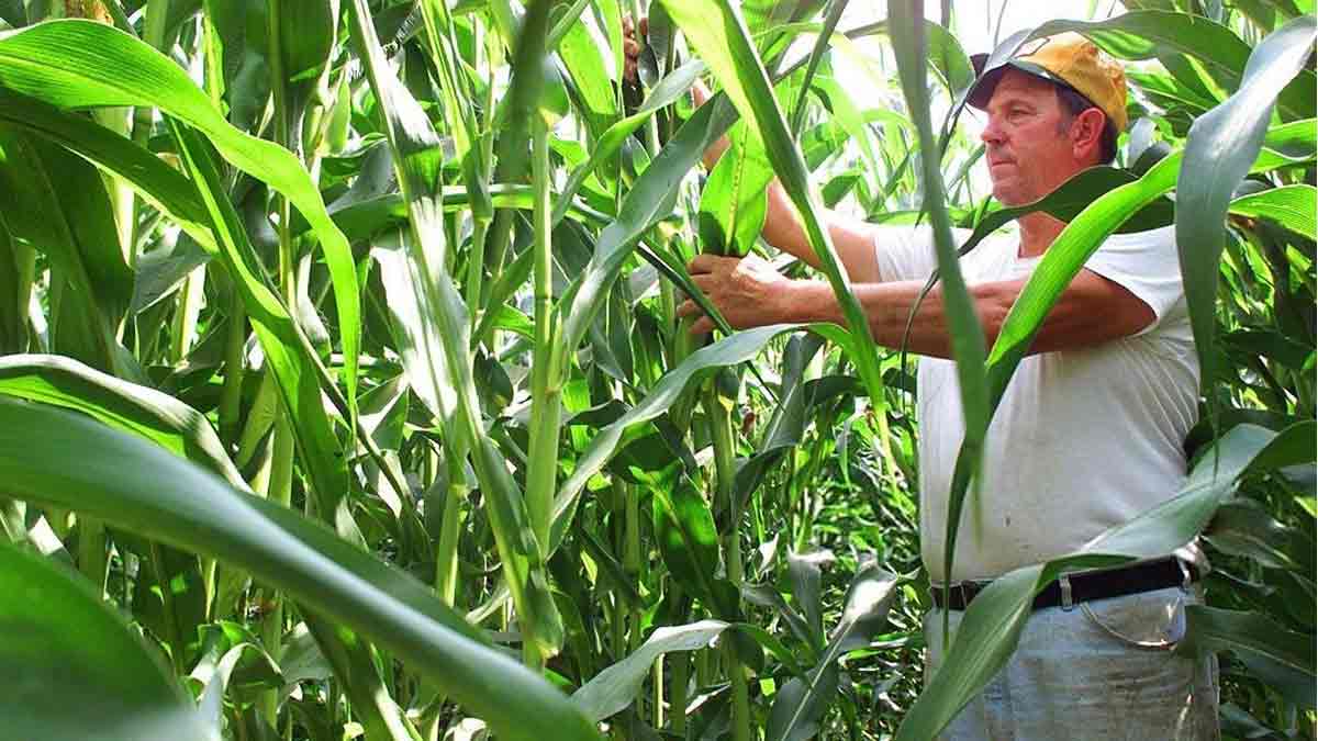 выращивание гмо кукурузы