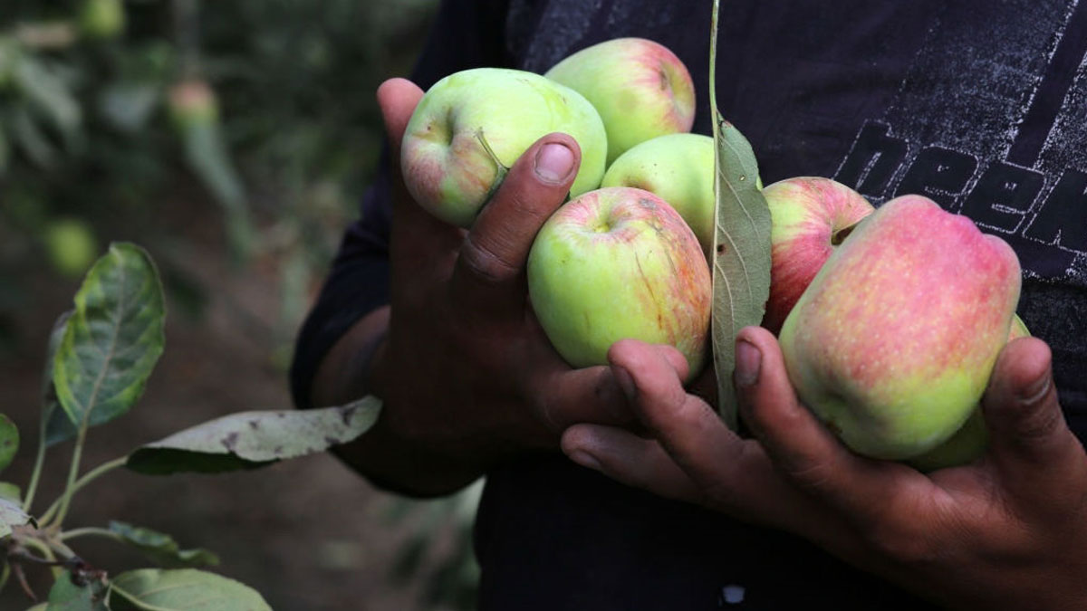 яблоки нового урожая украина