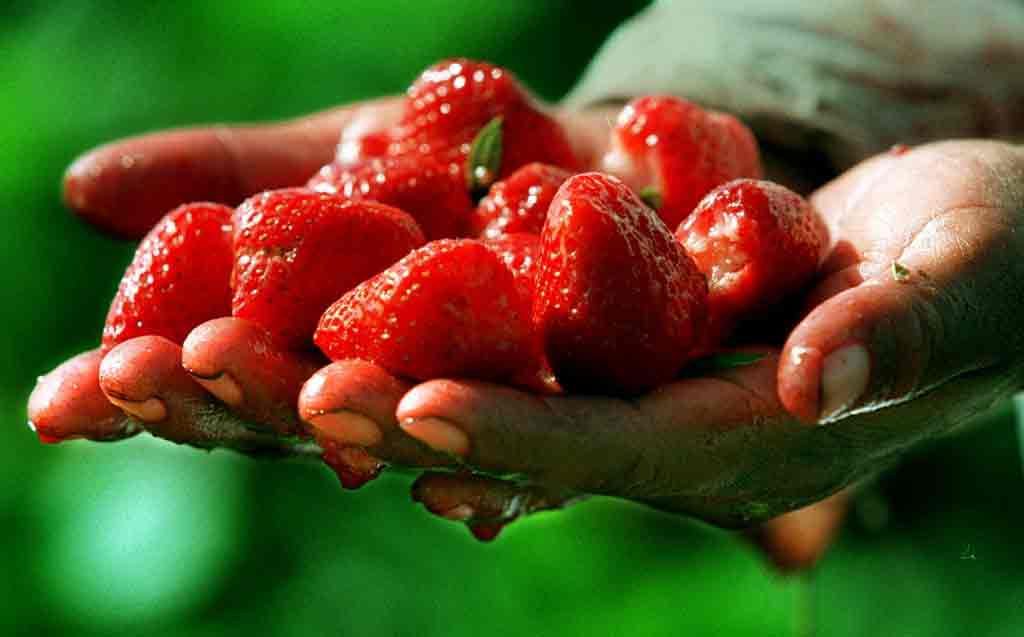Сколько в Украине ягоды?