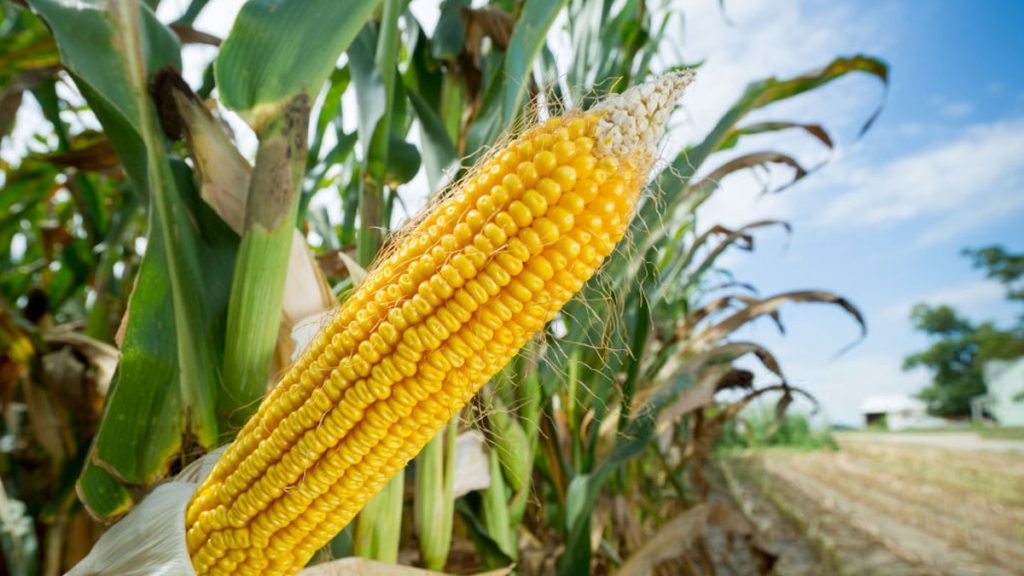 Мировые цены на кукурузу