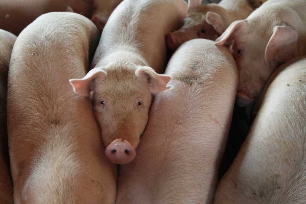 Цена на свиней в живом весе