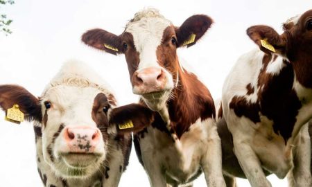 применения антибиотиков в животноводстве
