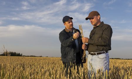 Измерение влажности зерна
