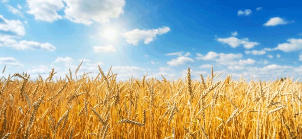 цены пшеницы нового урожая