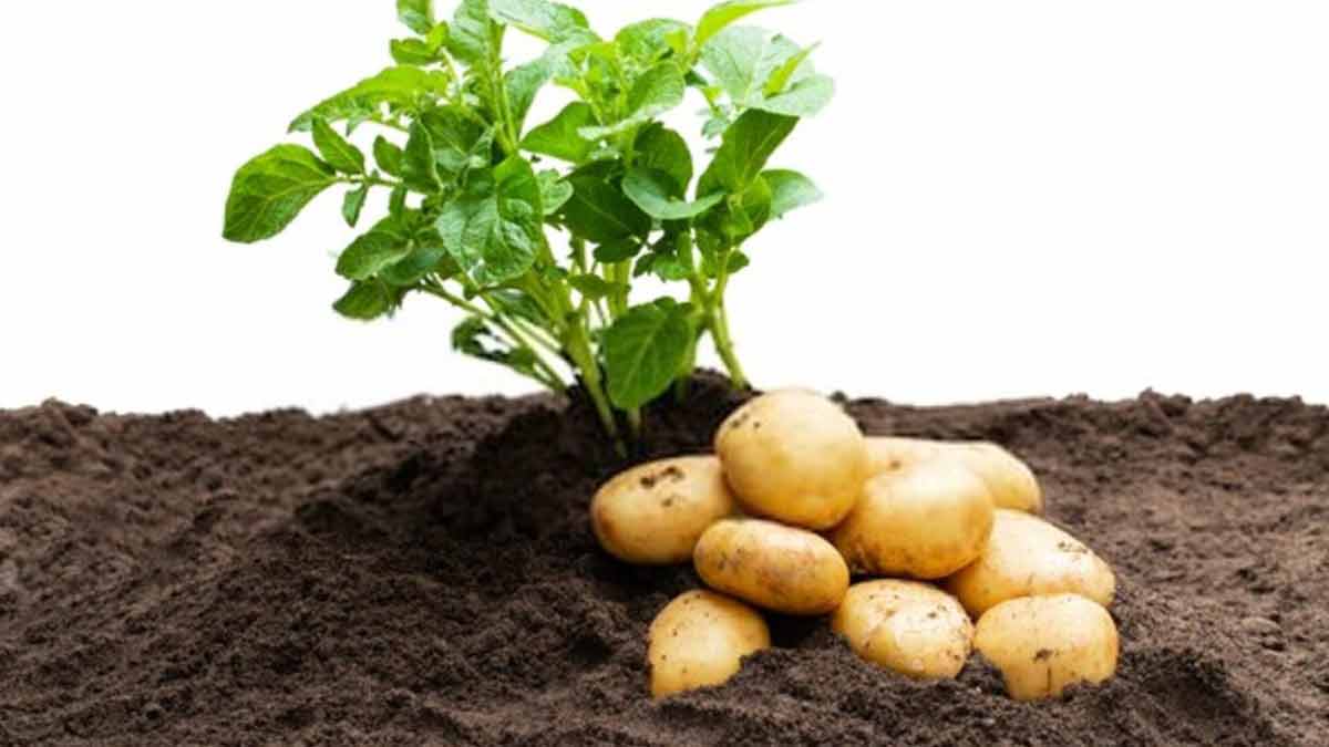 переработка картофеля